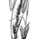 Imagem de Muhlenbergia glauca (Nees) Mez