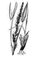 Слика од Muhlenbergia glauca (Nees) Mez