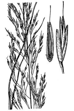 Plancia ëd Muhlenbergia involuta Swallen