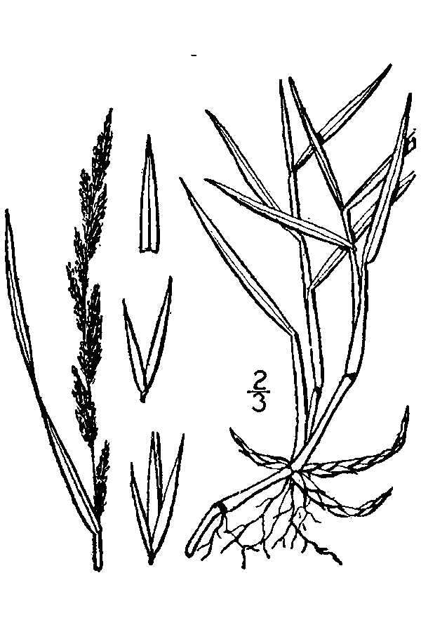 Image of Mexican muhly