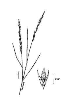 Image of Mexican muhly