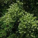 Image of black mangrove