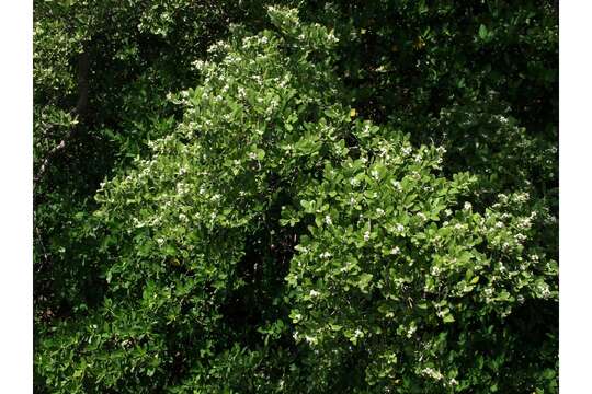 Image of black mangrove