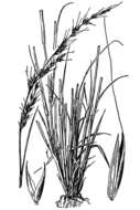 صورة Muhlenbergia pauciflora Buckley