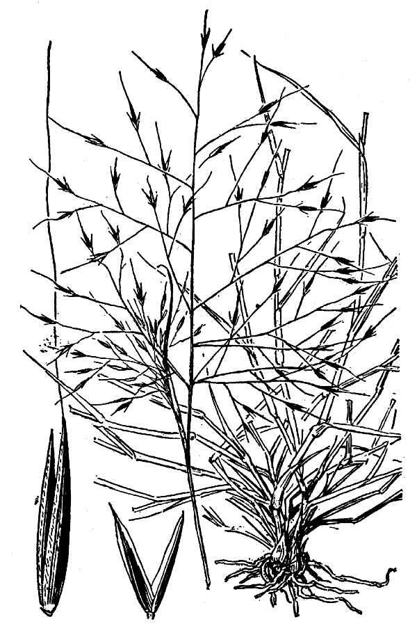 Image of bush muhly