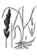 Image of marsh muhly