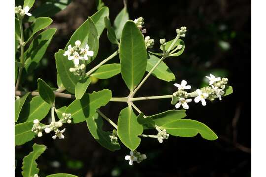 Image of black mangrove