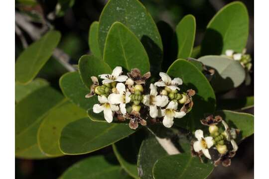 Image of black mangrove