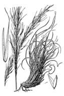 Image of curlyleaf muhly