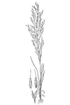 Plancia ëd Muhlenbergia texana Buckley