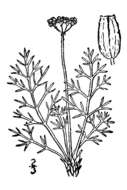 Image of slender wildparsley