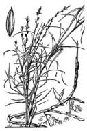 Image de Muhlenbergia utilis (Torr.) Hitchc.