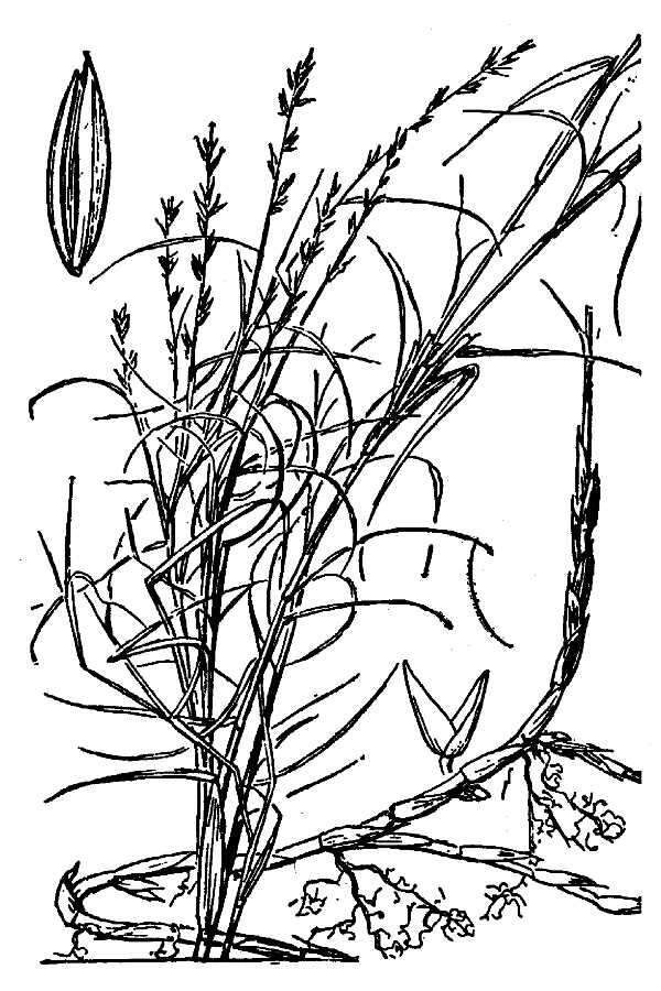 Image de Muhlenbergia utilis (Torr.) Hitchc.