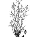 Image de Muhlenbergia ramulosa (Kunth) Swallen