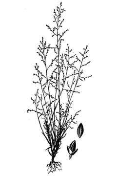 Image de Muhlenbergia ramulosa (Kunth) Swallen