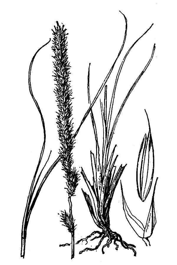 Plancia ëd Muhlenbergia wrightii Vasey ex J. M. Coult.