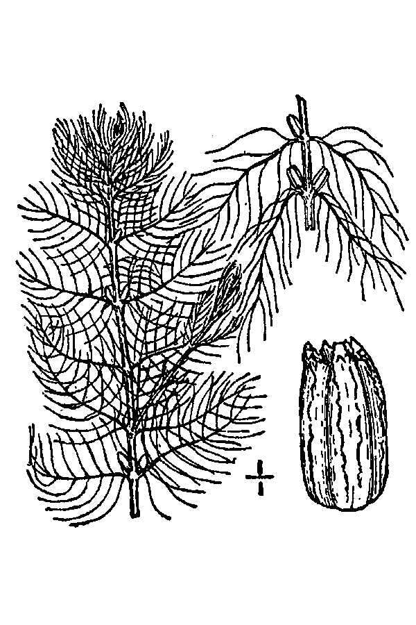 Image of Farwell's Water-Milfoil