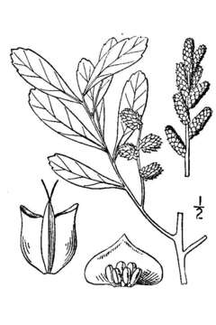 Image of Bog-myrtle