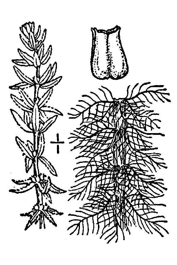 Image of twoleaf watermilfoil