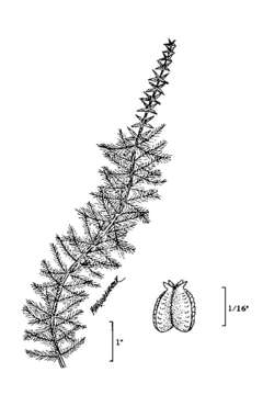 Imagem de Myriophyllum heterophyllum Michx.