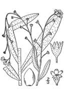 Image of Tufted Forget-Me-Not