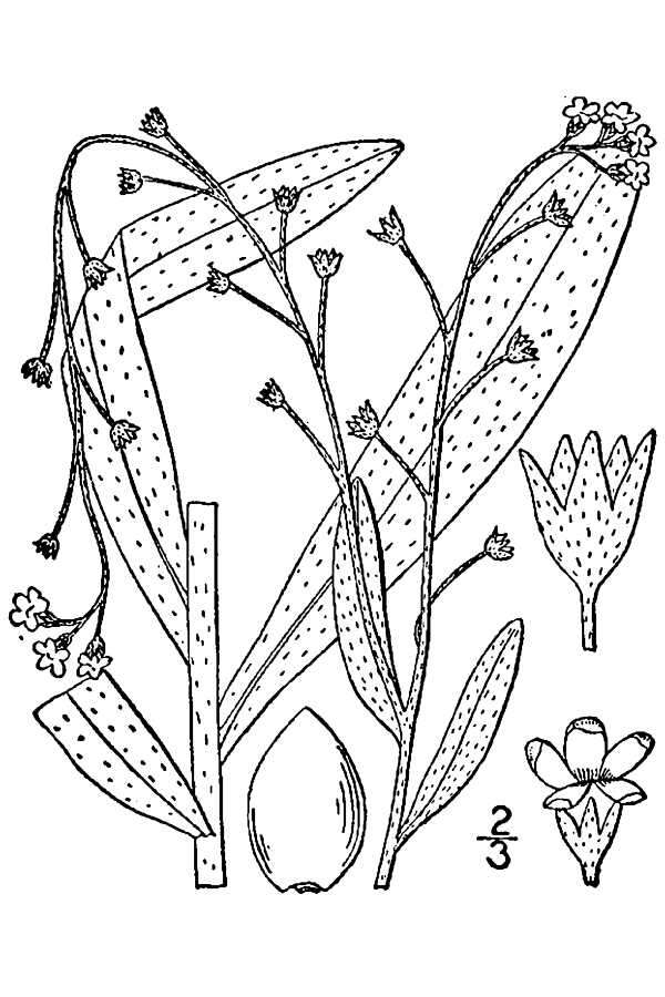 Image of Tufted Forget-Me-Not