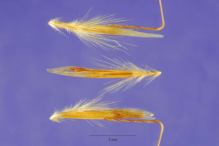 Image of oatgrass