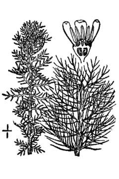 Слика од Myriophyllum verticillatum L.