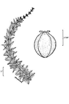 Image of Whorled Water-milfoil