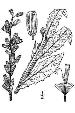 Image of rough rattlesnakeroot