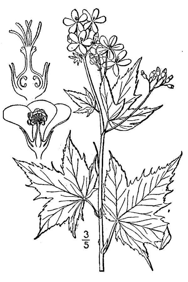 Image of glademallow