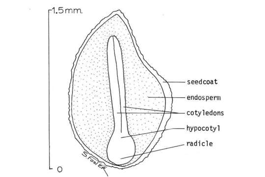 Image of Lobb's fiddleleaf