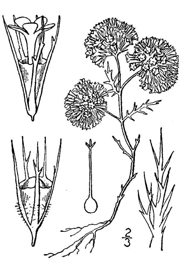 Image of least navarretia