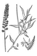 Image of stalked bur grass