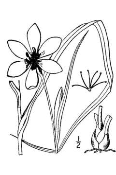 Image of Prairie pleatleaf