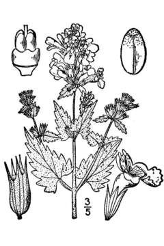 Image of Catnip