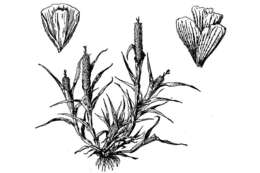 Слика од Neostapfia colusana (Burtt Davy) Burtt Davy