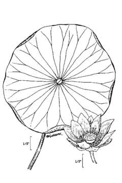 Image of American lotus