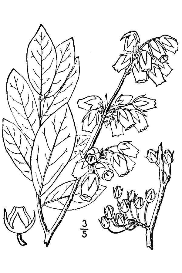 Image of piedmont staggerbush