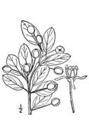 Ilex mucronata (L.) M. Powell, V. Savolainen & S. Andrews resmi