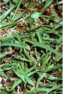 Image of common carpetgrass