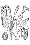 Image of longflower tobacco