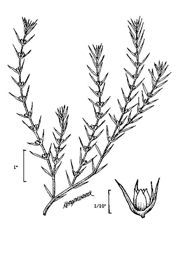 Image of boraxweed