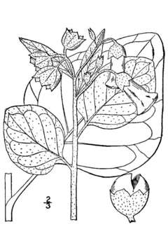 Imagem de Nicotiana rustica L.