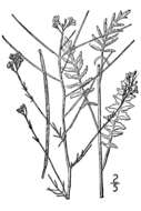 Image of tall tumblemustard