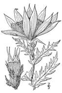 Image of tenpetal blazingstar