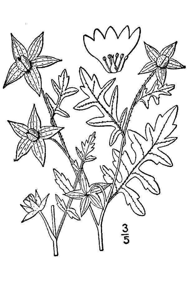 Image de Ellisia nyctelea (L.) L.