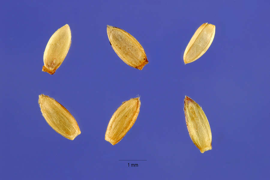 Image of broadleaf carpetgrass