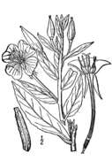 Image of common evening primrose