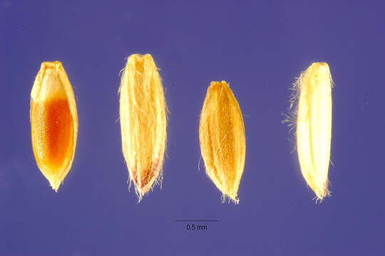 Image of Purpus' carpetgrass